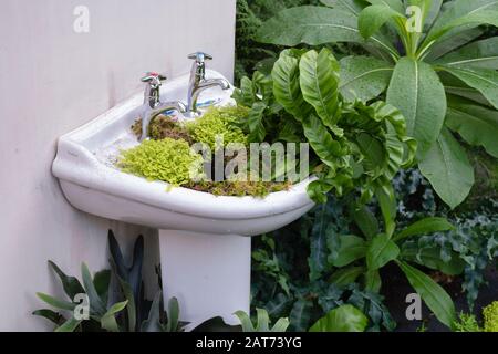 Die Übernahme von Giant Houseplant wird im Glashaus in RHS Wisley Gardens, Surrey, Großbritannien, ausgestellt. Viktorianisches Haus, das von Zimmerpflanzen zurückgefordert wurde. Januar 2020 Stockfoto