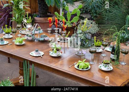 Die Übernahme von Giant Houseplant wird im Glashaus in RHS Wisley Gardens, Surrey, Großbritannien, ausgestellt. Viktorianisches Haus, das von Zimmerpflanzen zurückgefordert wurde. Januar 2020 Stockfoto