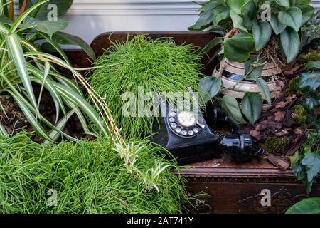 Die Übernahme von Giant Houseplant wird im Glashaus in RHS Wisley Gardens, Surrey, Großbritannien, ausgestellt. Viktorianisches Haus, das von Zimmerpflanzen zurückgefordert wurde. Januar 2020 Stockfoto