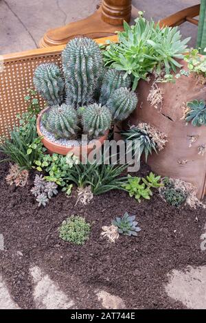 Die Übernahme von Giant Houseplant wird im Glashaus in RHS Wisley Gardens, Surrey, Großbritannien, ausgestellt. Viktorianisches Haus, das von Zimmerpflanzen zurückgefordert wurde. Januar 2020 Stockfoto