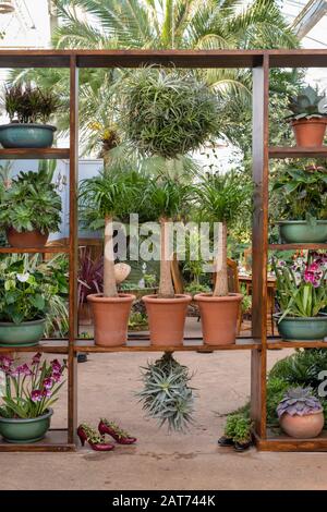 Die Übernahme von Giant Houseplant wird im Glashaus in RHS Wisley Gardens, Surrey, Großbritannien, ausgestellt. Viktorianisches Haus, das von Zimmerpflanzen zurückgefordert wurde. Januar 2020 Stockfoto
