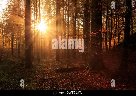 Morgendliche Sonnenstrahlen im herbstlichen Süntel Stockfoto