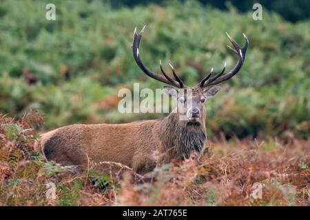 Roter Deer Stag (Cervus elaphus) in tiefem Rotbracken am Waldrand