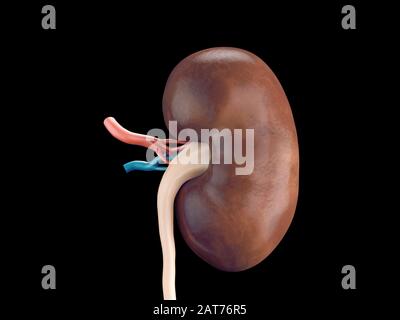 Fotorealistische 3D-Darstellung der menschlichen Niere mit auf Schwarz isolierten Gefäßen Stockfoto