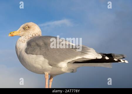 Nahaufnahme einer süßen, freundlichen Möwe Stockfoto