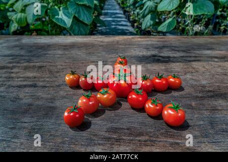 Ca Chua oder Tomaten hoher Qualität, Da Lat, Vietnam Stockfoto