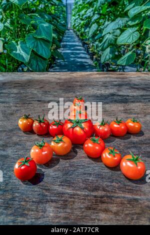 Ca Chua oder Tomaten hoher Qualität, Da Lat, Vietnam Stockfoto