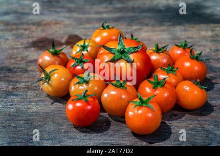 Ca Chua oder Tomaten hoher Qualität, Da Lat, Vietnam Stockfoto