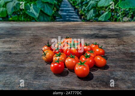 Ca Chua oder Tomaten hoher Qualität, Da Lat, Vietnam Stockfoto