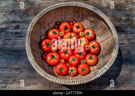 Ca Chua oder Tomaten hoher Qualität, Da Lat, Vietnam Stockfoto