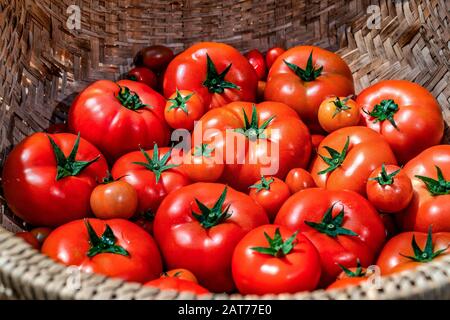 Ca Chua oder Tomaten hoher Qualität, Da Lat, Vietnam Stockfoto