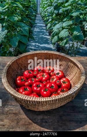 Ca Chua oder Tomaten hoher Qualität, Da Lat, Vietnam Stockfoto