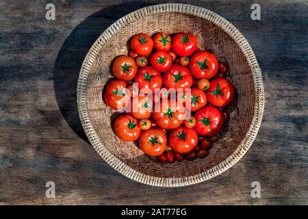 Ca Chua oder Tomaten hoher Qualität, Da Lat, Vietnam Stockfoto