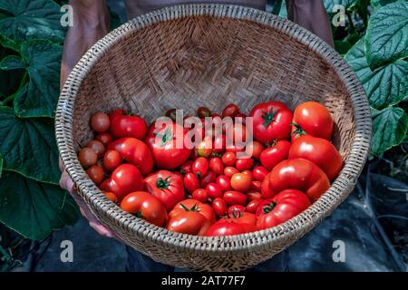 Ca Chua oder Tomaten hoher Qualität, Da Lat, Vietnam Stockfoto