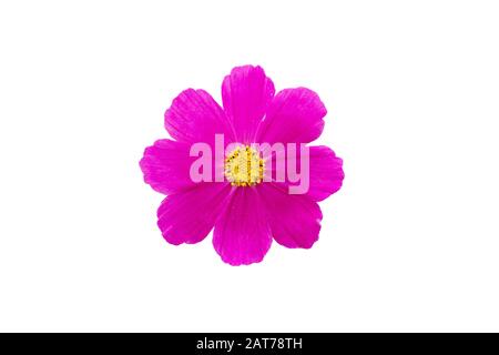 Makro-Nahaufnahme einer blühenden, rosa violetten Cosmos bipinnatus Garten Mexican aster cosmea Blume isoliert auf weiß Stockfoto