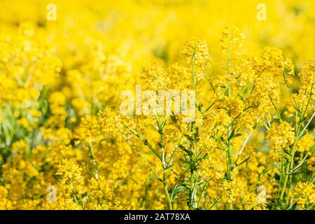 Ein Fragment eines Feldes von blühendem Raps. Meer gelber Blumen. Nahaufnahme, selektiver Fokus. Bild für eine fröhliche Frühlingsstimmung. Blühender Senf. Wee Stockfoto