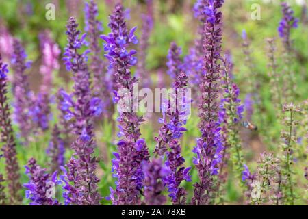 Salvia pratensis, Meadow clary oder Wiesensage violett blüht im Garten. Schöne bunte blaue Blumen Salvia verbenaca Pflanze. Stockfoto