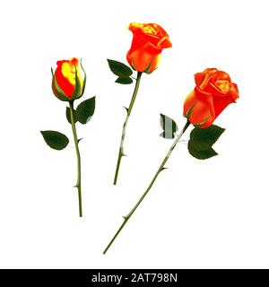 Rosen isoliert auf weißem Hintergrund. Orangefarbene Rosen. Vektorgrafiken. Designelement für Grußkarten. Blume, Knospe Stock Vektor