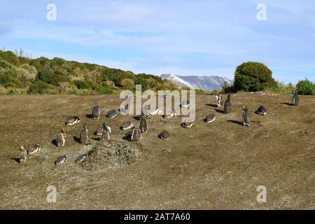 Gruppe der Wilden Pinguine auf der Insel Martillo, Ushuaia, Patagonien, Argentinien Stockfoto