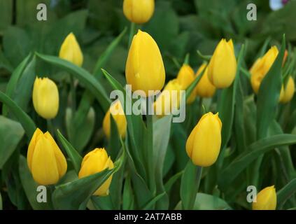 Viele leuchtende gelbe Tulpen blühen im Garten Stockfoto