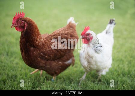 Rot-braune isa und kleine weiße sussex-Hühner (Gallus gallus domesticus) stehen nebeneinander auf grünem Gras auf einer Freilandhuhnfarm Stockfoto