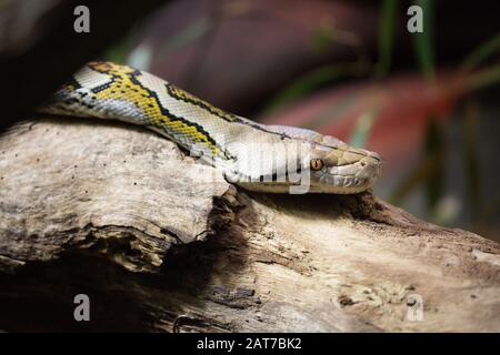 Makroaufnahme des Kopfes einer gefangenen Python (Malayopython reticulatus) auf einem Baumstamm in einem Zoo Stockfoto