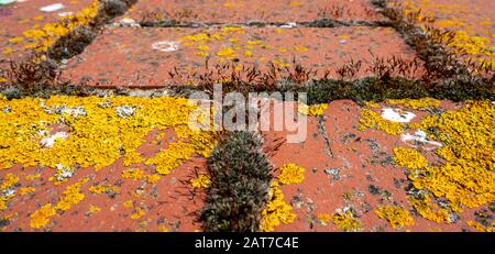 Makro von grünen und gelben Mooshellen an einer alten roten Ziegelwand. Nahaufnahme der Natur verwackelt den Hintergrund. Stockfoto