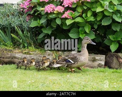 Eine weibliche Mallard-Ente, die eine Gruppe von Entenklungen entlang einer Gartengrenze führt Stockfoto