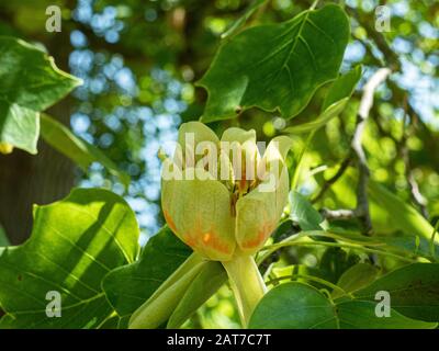 Eine Nahaufnahme einer einzigen gelben Blume des Tulpenbaumes Liriodendron tulipifera Stockfoto