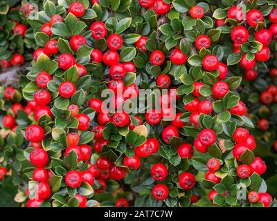 Eine Nahaufnahme einer Cotoneaster Horizontalis, die die leuchtend roten Beeren gegen die kleinen glänzend grünen Blätter zeigt Stockfoto