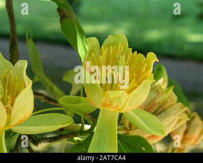 Eine Nahaufnahme einer einzigen gelben Blume des Tulpenbaumes Liriodendron tulipifera Stockfoto