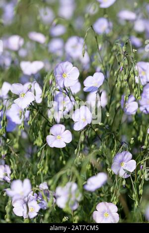 Blassblaue Blumen aus Flachs (Linum usitatissimum), auch gewöhnlicher Flachs oder Leinsamen genannt Stockfoto