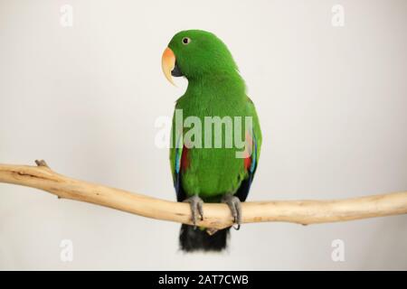 In Gefangenschaft gezüchtete männliche grüne Eclectus Papagei (Eclectus roratus) auf einem Ast sitzend Stockfoto