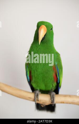 Männlicher grüner Eklectus Papagei (Eclectus roratus) auf einem Ast sitzend Stockfoto