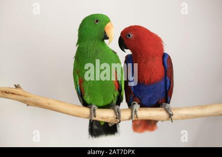 Zwei in Gefangenschaft gezüchtete sexuell dimorphe Eclectus roratus Papageien sitzen auf einem Zweig, einer ist männlich grünen Papagei, der andere ist ein weiblicher rot-blau Papagei Stockfoto