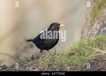 Blackbird in Yorkshire Stockfoto