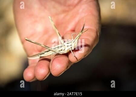 Nahaufnahme einer weiblichen kegelköpfigen Grashüpfer (Acrida ungarica) auf einer Hand, die in Namibia, Afrika, gesichtet wurde Stockfoto