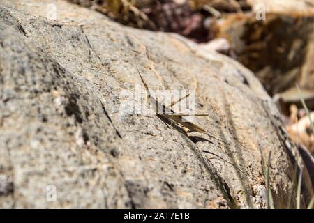 Ein brauner kegelköpfiger Grashüpfer (Acrida ungarica) auf einem Stein, Namibia, Afrika Stockfoto