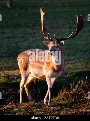 Fließ Deer Dama Dama im Spätsommer am Ashton Court Bristol UK Stockfoto