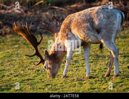 Ausgewachsene Falten Hirsch Dama Dama mit feinem Paar Geweih im Spätsommer im Ashton Court Bristol UK Stockfoto