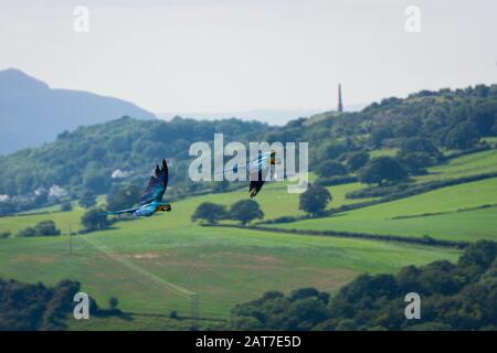 Ein Paar Aras, die im Welsh Mountain Zoo, Colwyn Bay, Nordwales, ausgestellt werden Stockfoto
