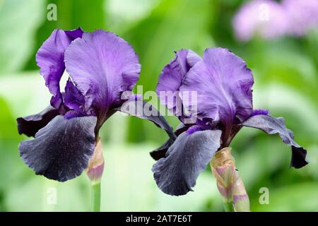 Iris Germanica "Black Dragon", (Hohe, Bearbierte Flaggenblende) Stockfoto