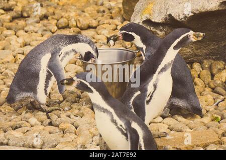 In Gefangenschaft werden die Humboldtpinguine mit Fischen aus einem Eimer gefüttert Stockfoto