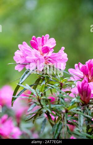 Rhodendron "Hampshire belle" in voller Blüte Stockfoto