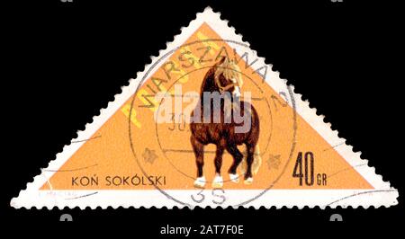 Polen - CIRCA 1965: In Polen aufgedruckte Briefmarken zeigen Pferd aus Sokolka, Pferdeserie, ca. 1965 Stockfoto