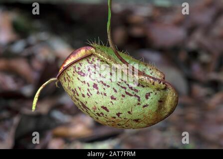 Hängende Zwischenkrüge der Pitcher-Pflanze (Nepenthes ampullaria), des Kinabatang-Flusshochwassers, Sabah, Borneo, Malaysia Stockfoto