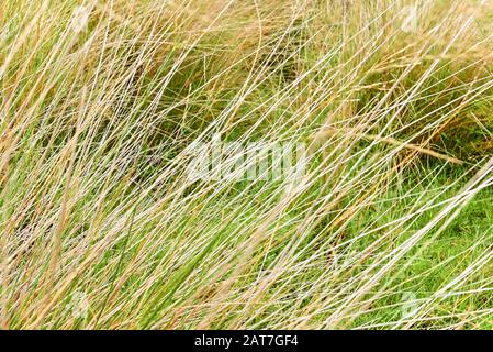 Nahaufnahme von langem hellgelb gefärbtem, ungepflegten Gras mit niedrigerem grünem Gras, das sich in der Nähe des Chilco River in British Columbia, Kanada befindet Stockfoto