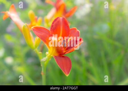 Nahaufnahme einer leuchtenden roten Taglilienblüte in weichem natürlichem Licht vor einem unscharfen grünen Hintergrund mit zarten Blütenblättern und Sommergartendetails Stockfoto
