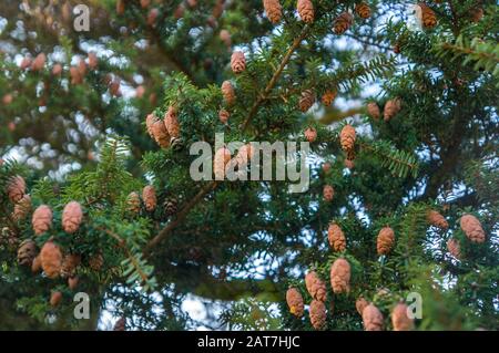 Nordamerikanischer östlicher Hemlock "Tsuga canadensis"-Tannenbaum bei hellem Sonnenlicht. Lebendige Grüns und weiche, warme Bräunen für ein romantisches und einfaches Konzept Stockfoto