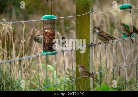 Hausparrows ( Passer domestcus ), die sich in einem Garten in OsterRoss Scotland UK von einem Vogelzubringer ernähren Stockfoto